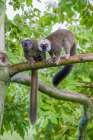 Arboreal white-fronted brown lemurs take refuge in a tree Art Print
